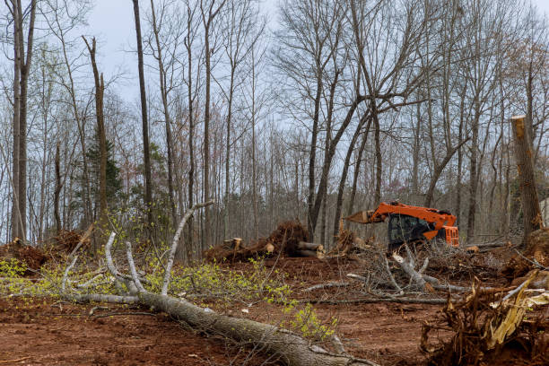 Best Utility Line Clearance  in Maypearl, TX
