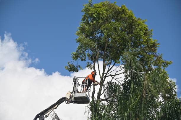 Best Hedge Trimming  in Maypearl, TX